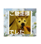 磨呂ティンスタンプの巻（個別スタンプ：26）