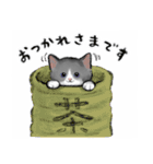 うちの子グレー白猫！(にほんねこ)（個別スタンプ：16）