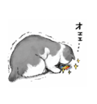 うちの子グレー白猫！(にほんねこ)（個別スタンプ：34）