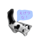 とんちゃん一家（個別スタンプ：5）