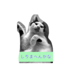 とんちゃん一家（個別スタンプ：6）
