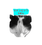 とんちゃん一家（個別スタンプ：16）