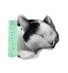 とんちゃん一家（個別スタンプ：17）