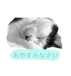 とんちゃん一家（個別スタンプ：31）