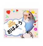 セキセイインコのあおちゃんです（個別スタンプ：1）