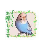 セキセイインコのあおちゃんです（個別スタンプ：4）