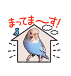 セキセイインコのあおちゃんです（個別スタンプ：15）