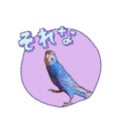 セキセイインコのあおちゃんです（個別スタンプ：26）