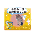 セキセイインコのあおちゃんです（個別スタンプ：32）