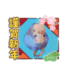 セキセイインコのあおちゃんです（個別スタンプ：39）