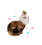 ゆずまるららスタンプ（個別スタンプ：8）