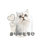 ペルシャ猫連絡スタンプ（個別スタンプ：1）
