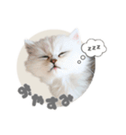 ペルシャ猫連絡スタンプ（個別スタンプ：5）