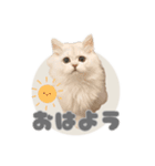 ペルシャ猫連絡スタンプ（個別スタンプ：6）