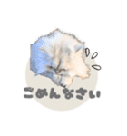ペルシャ猫連絡スタンプ（個別スタンプ：7）