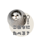 ペルシャ猫連絡スタンプ（個別スタンプ：8）