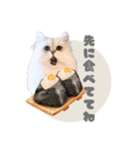 ペルシャ猫連絡スタンプ（個別スタンプ：10）