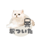 ペルシャ猫連絡スタンプ（個別スタンプ：11）