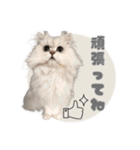 ペルシャ猫連絡スタンプ（個別スタンプ：12）