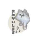 ペルシャ猫連絡スタンプ（個別スタンプ：13）
