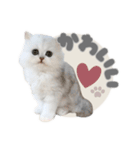 ペルシャ猫連絡スタンプ（個別スタンプ：14）