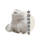 ペルシャ猫連絡スタンプ（個別スタンプ：17）