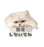 ペルシャ猫連絡スタンプ（個別スタンプ：18）