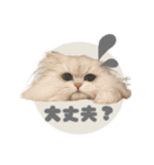 ペルシャ猫連絡スタンプ（個別スタンプ：19）