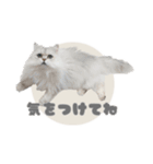 ペルシャ猫連絡スタンプ（個別スタンプ：20）