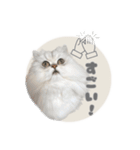 ペルシャ猫連絡スタンプ（個別スタンプ：21）