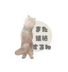 ペルシャ猫連絡スタンプ（個別スタンプ：22）