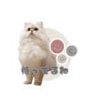 ペルシャ猫連絡スタンプ（個別スタンプ：23）