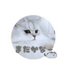 ペルシャ猫連絡スタンプ（個別スタンプ：26）