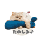 ペルシャ猫連絡スタンプ（個別スタンプ：28）