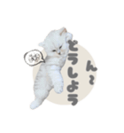 ペルシャ猫連絡スタンプ（個別スタンプ：30）