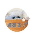 ペルシャ猫連絡スタンプ（個別スタンプ：31）