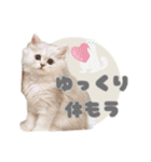 ペルシャ猫連絡スタンプ（個別スタンプ：32）