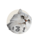 ペルシャ猫連絡スタンプ（個別スタンプ：34）