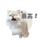 ペルシャ猫連絡スタンプ（個別スタンプ：35）