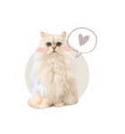 ペルシャ猫連絡スタンプ（個別スタンプ：38）