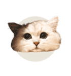 ペルシャ猫連絡スタンプ（個別スタンプ：39）