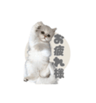ペルシャ猫連絡スタンプ（個別スタンプ：40）