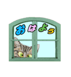 動くアメショー太鼓（個別スタンプ：1）