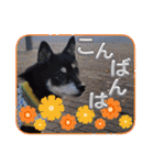 黒豆健太スタンプ7（個別スタンプ：3）