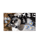 黒豆健太スタンプ7（個別スタンプ：14）