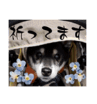 黒豆健太スタンプ7（個別スタンプ：16）