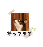 黒豆健太スタンプ7（個別スタンプ：17）