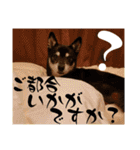 黒豆健太スタンプ7（個別スタンプ：24）