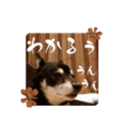 黒豆健太スタンプ7（個別スタンプ：25）