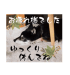 黒豆健太スタンプ7（個別スタンプ：29）